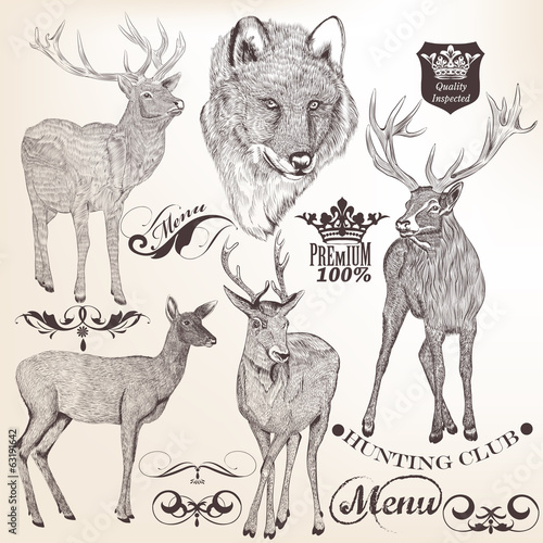 Collection of hand drawn animals for design