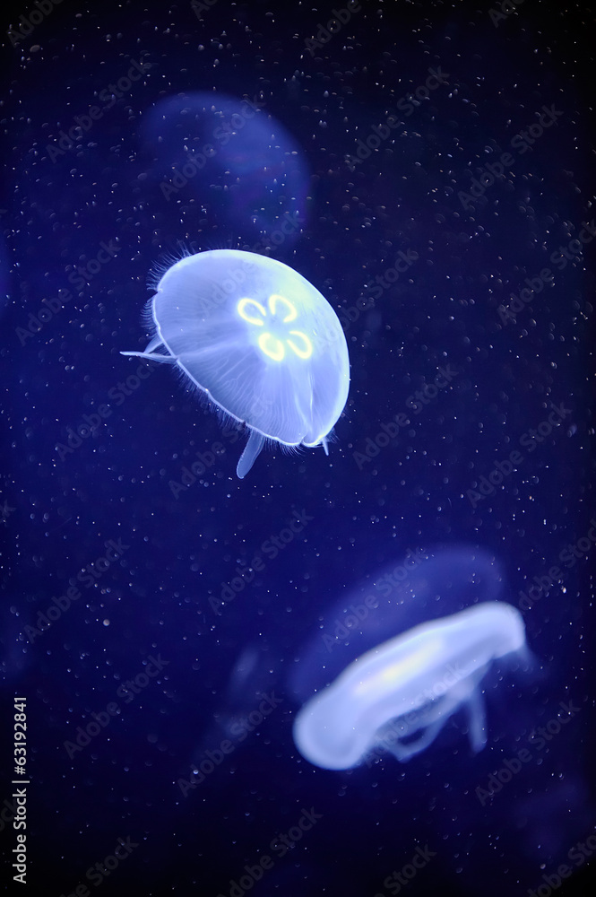 Fototapeta premium underwater image of jellyfishes