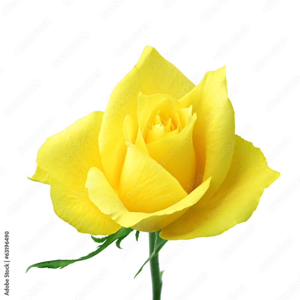 sweet flower on white isolate background sweet flower on white isolate background