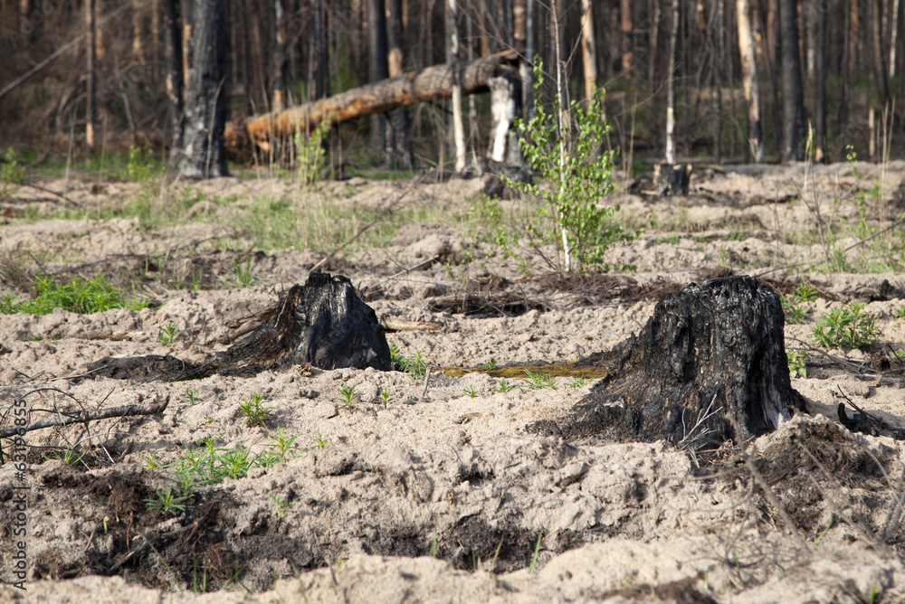 After a forest fire After a forest fire