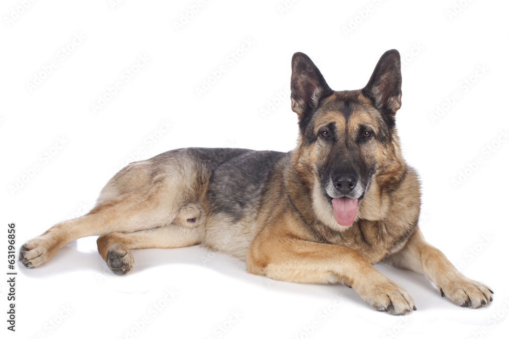 Alter deutscher Schäferhund liegend - Portrait auf weiß Alter deutscher Schäferhund liegend - Portrait auf weiß