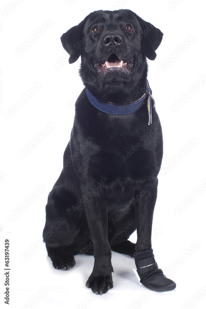Junger schwarzer Labrador mit Fußverletzung und Bootie