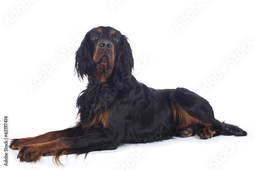 Fotografia Gordon Setter liegt isoliert