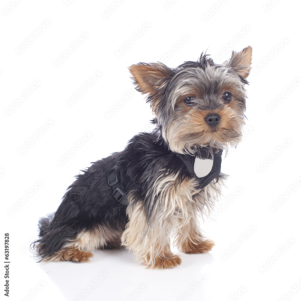 Junger Yorkshire Terrier