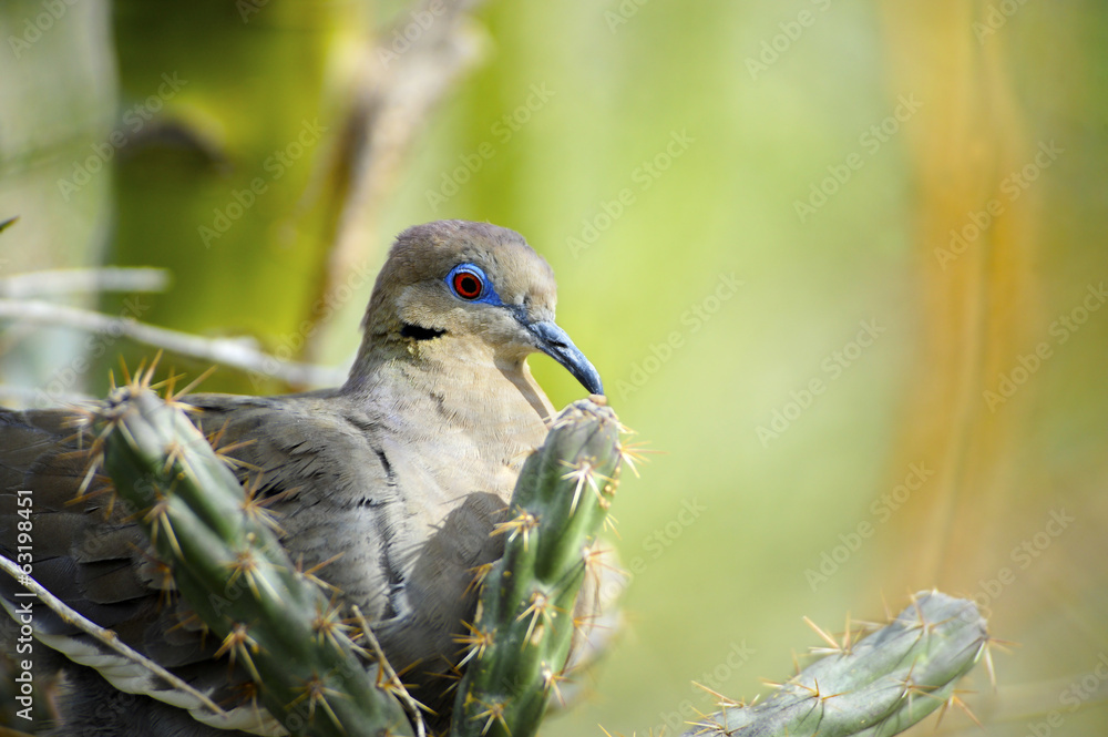 Fototapeta premium white-Winged Dove