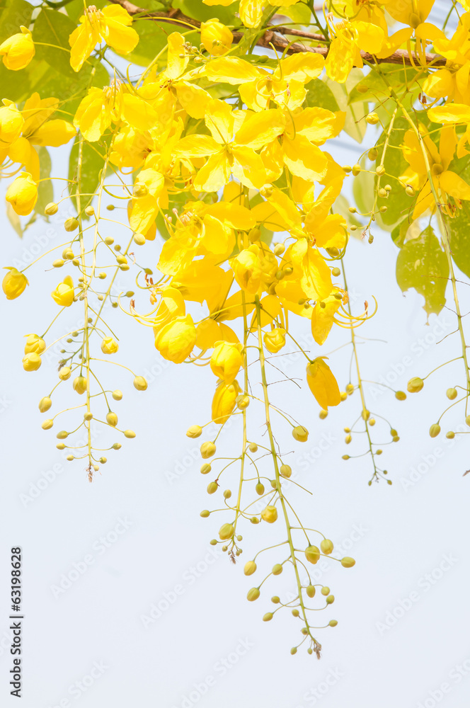 Golden shower tree (Cassia fistula)