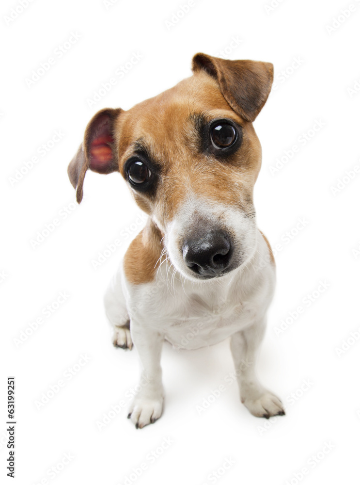 Jack Russell Terrier cute little dog