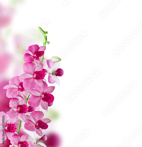 Orchids on white wood