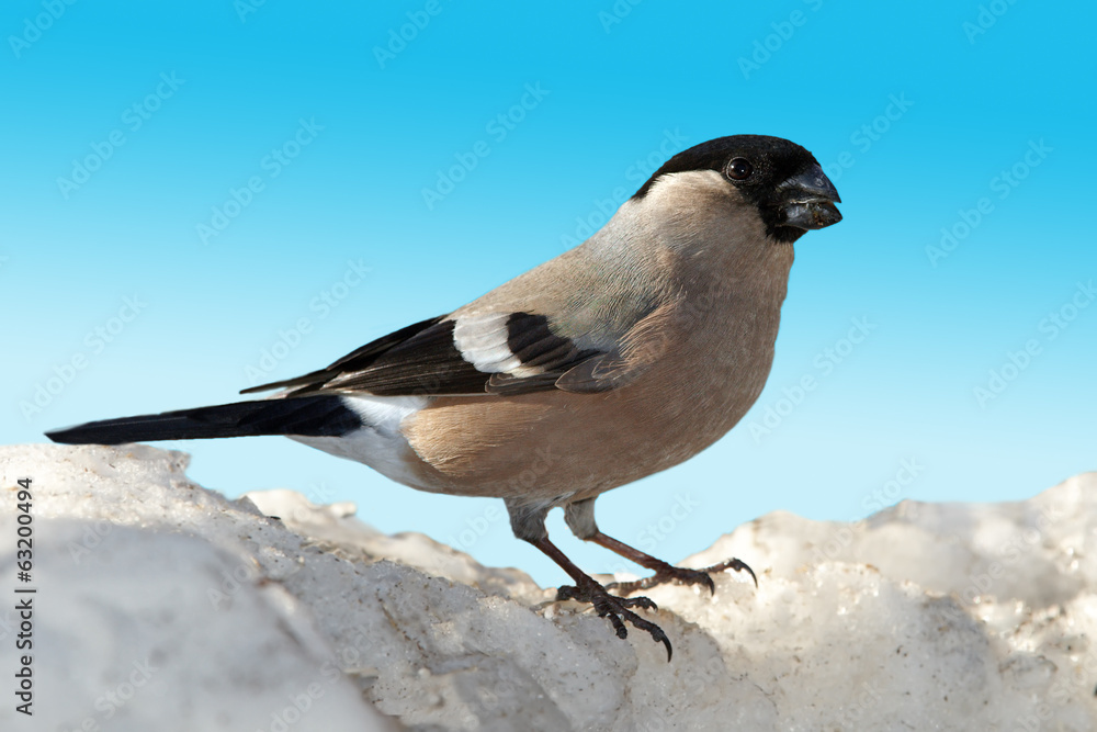 Obraz premium Bullfinch female on snow top
