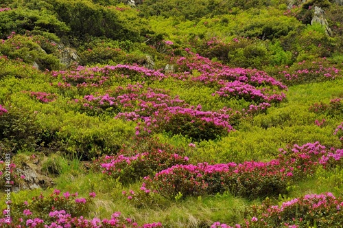 Pink mountain rhododendron flowers