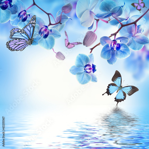 Fototapeta Naklejka Na Ścianę i Meble -  Floral background of tropical orchids and  butterfly