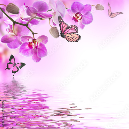 Fototapeta Naklejka Na Ścianę i Meble -  Floral background of tropical orchids and  butterfly