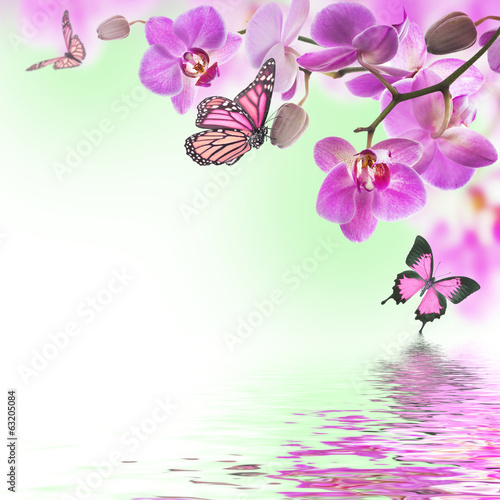 Fototapeta Naklejka Na Ścianę i Meble -  Floral background of tropical orchids and  butterfly