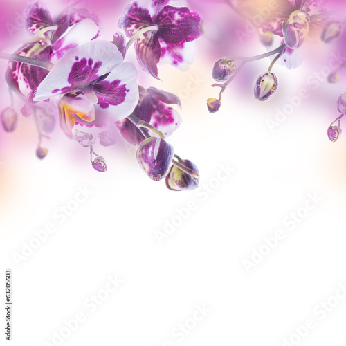 Fototapeta Naklejka Na Ścianę i Meble -  Floral background of tropical orchids