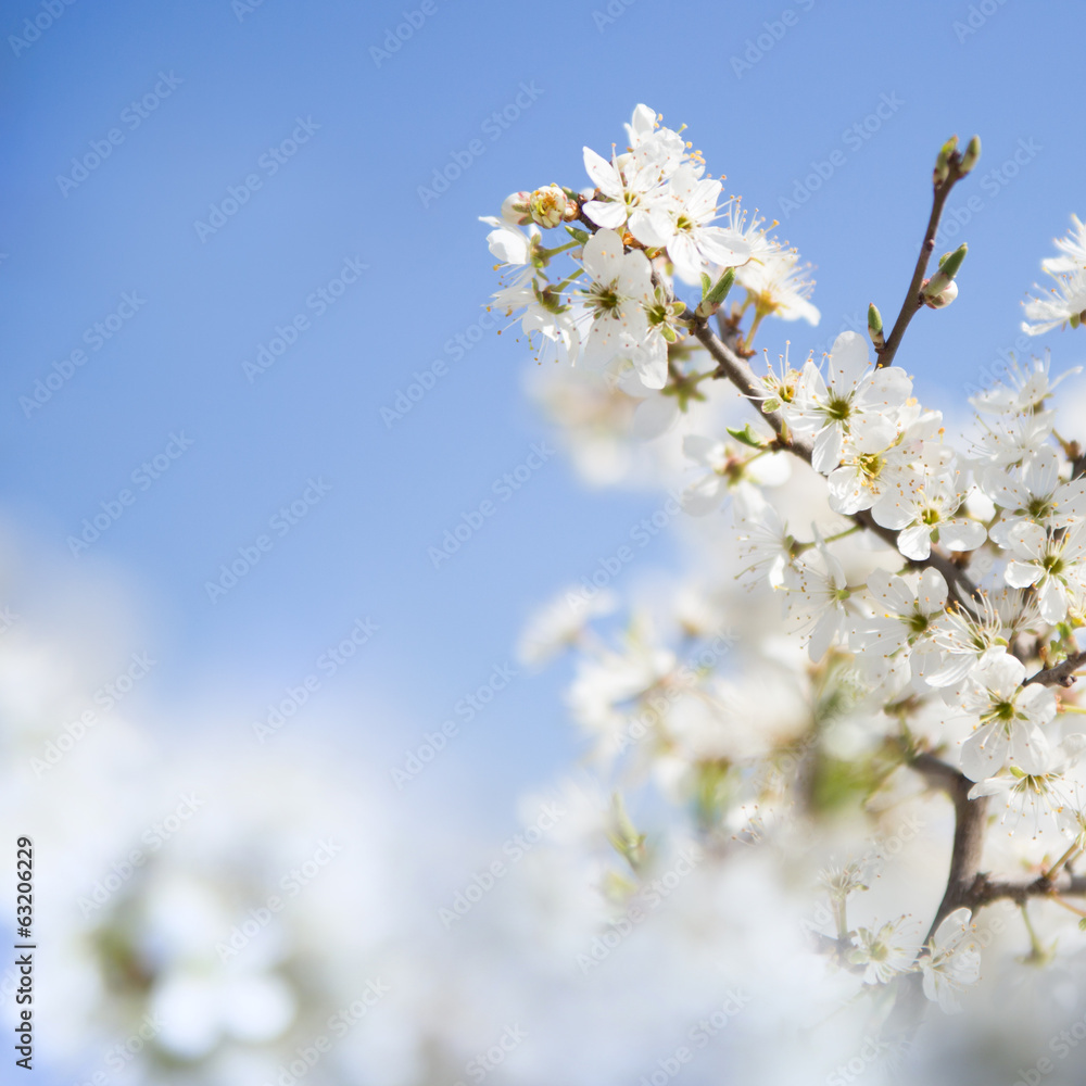 Cherry branch