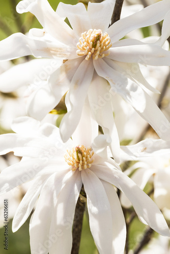 white magnolia flowers macro