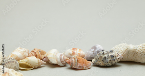 frame made ​​of shells