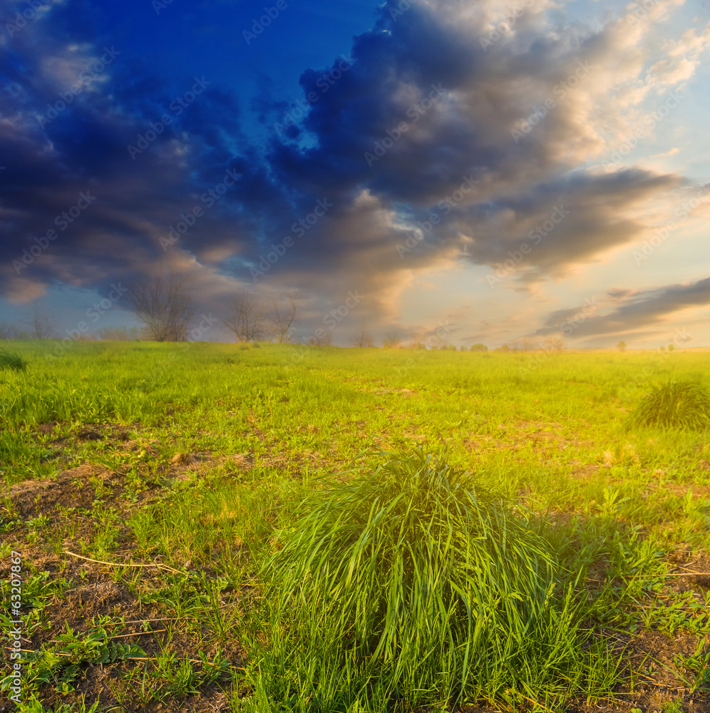 green fields at the evening