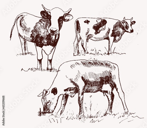cow. animal husbandry. set of vector elements