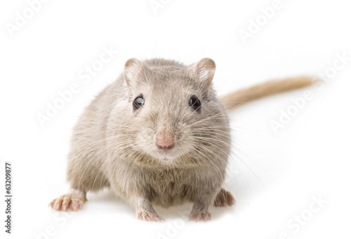 gerbil isolated on white background photo