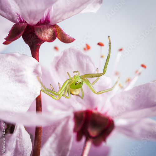 The Green Crab Spider, Diaea dorsata photo