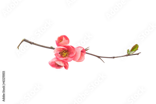 Japanese quince branch blossom isolated on white