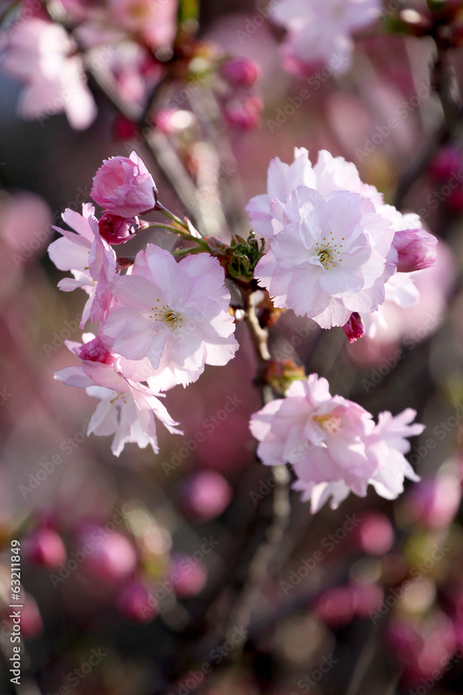 Sakura blossom Sakura blossom