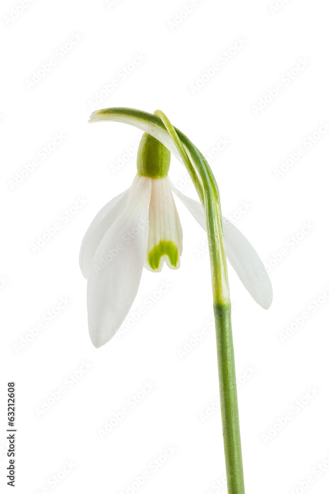 Fototapeta premium Common snowdrop