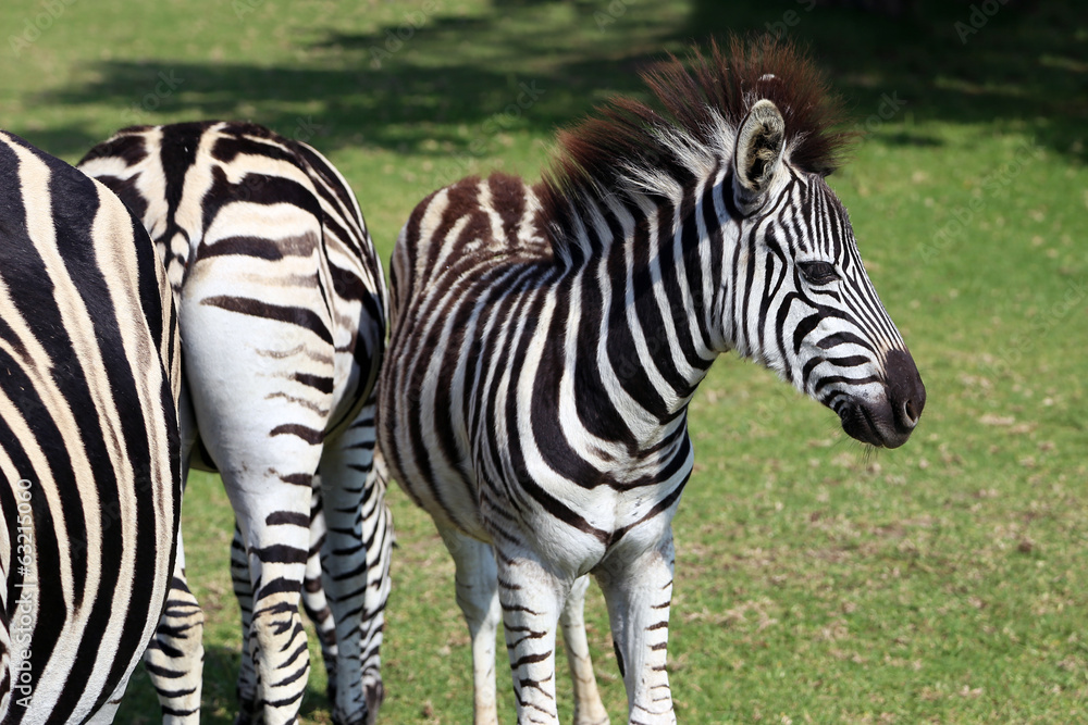 Obraz premium Zebras