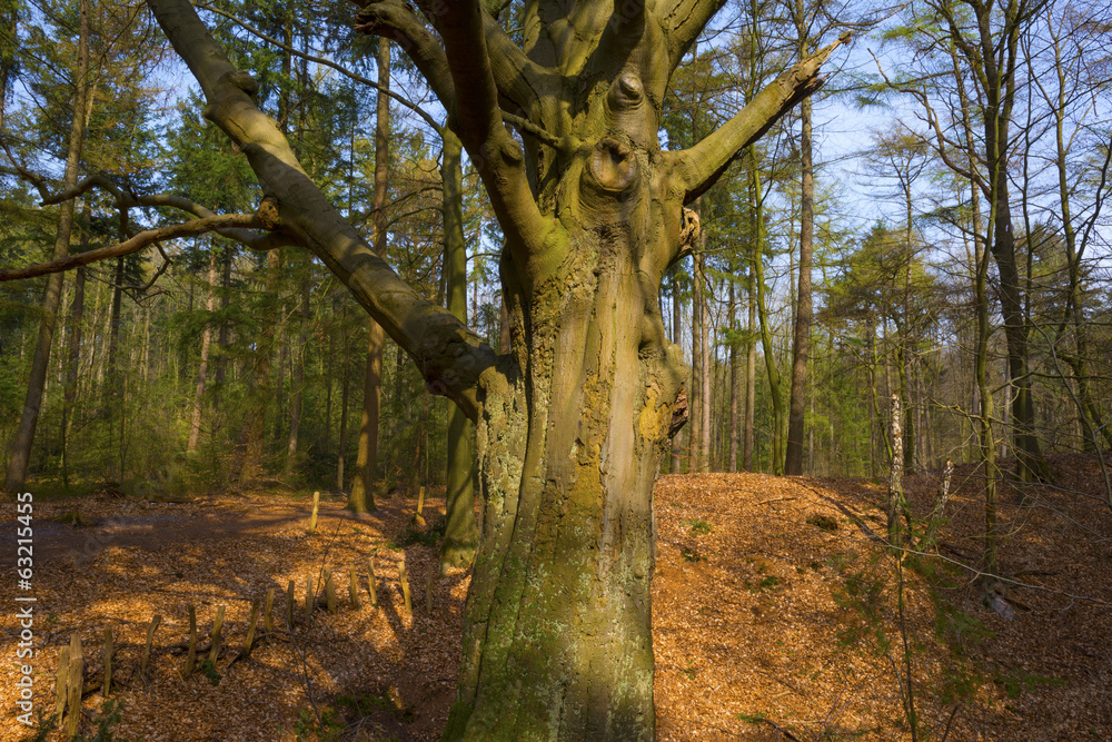 Fototapeta premium Beech forest in sunlight in spring