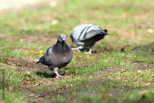 male pigeon looking for mate in the park