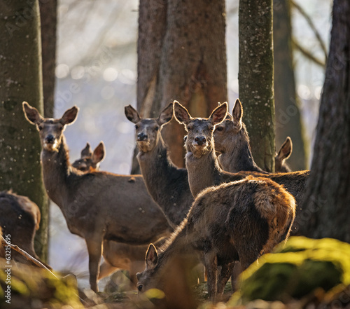 red deers in a forest