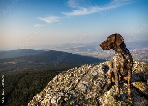 Fototapet on a rock hound dog
