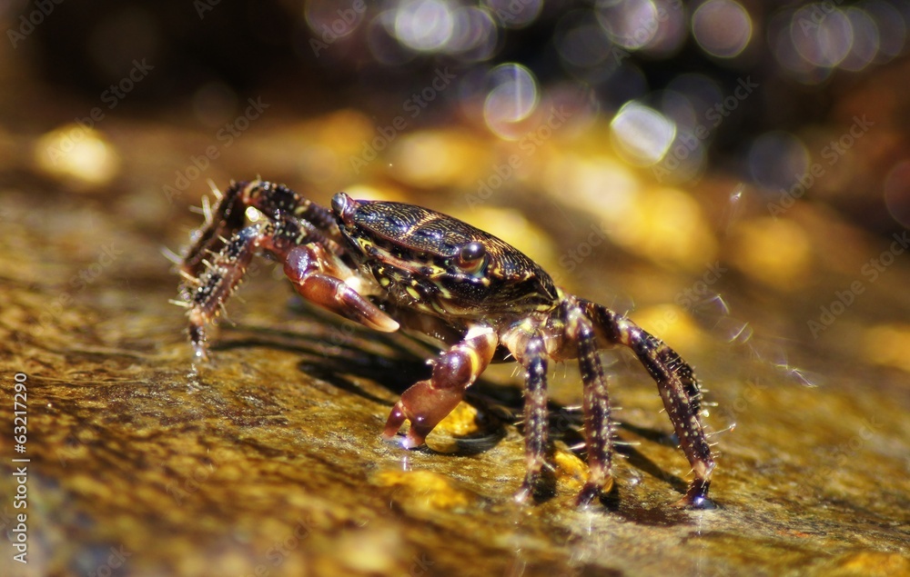 Fototapeta premium Marbled Rock Crab, Pachygrapsus marmoratus