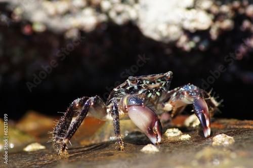 Marbled Rock Crab, Pachygrapsus marmoratus