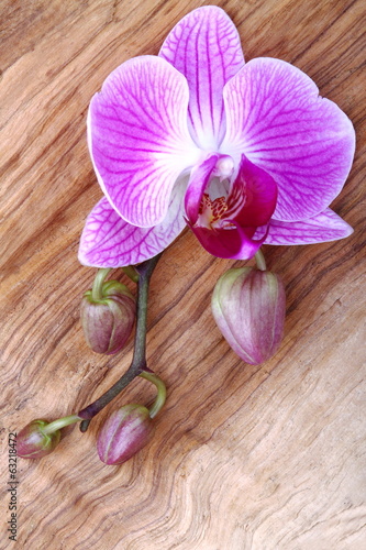 Fototapeta Naklejka Na Ścianę i Meble -  Orchidea con boccioli