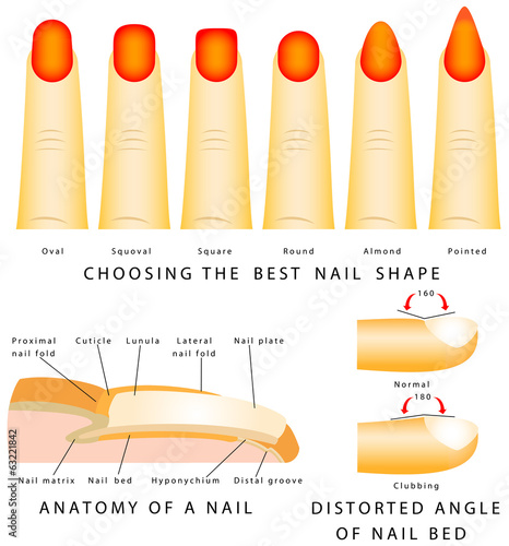 Nail shape. Anatomy of a nail