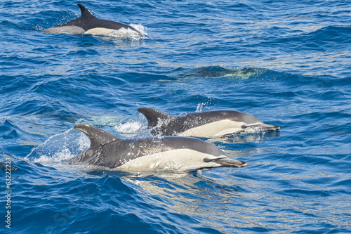 Delfini nell'oceano