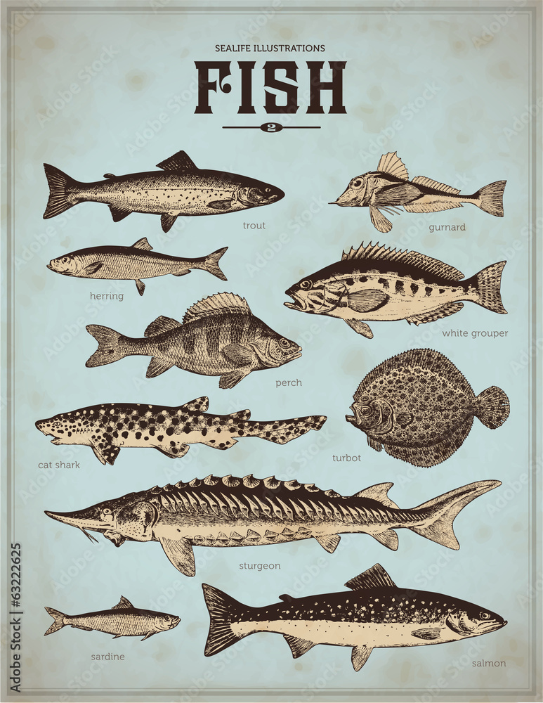 Obraz premium sealife illustrations: fish (2)