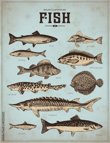 sealife illustrations: fish (2)
