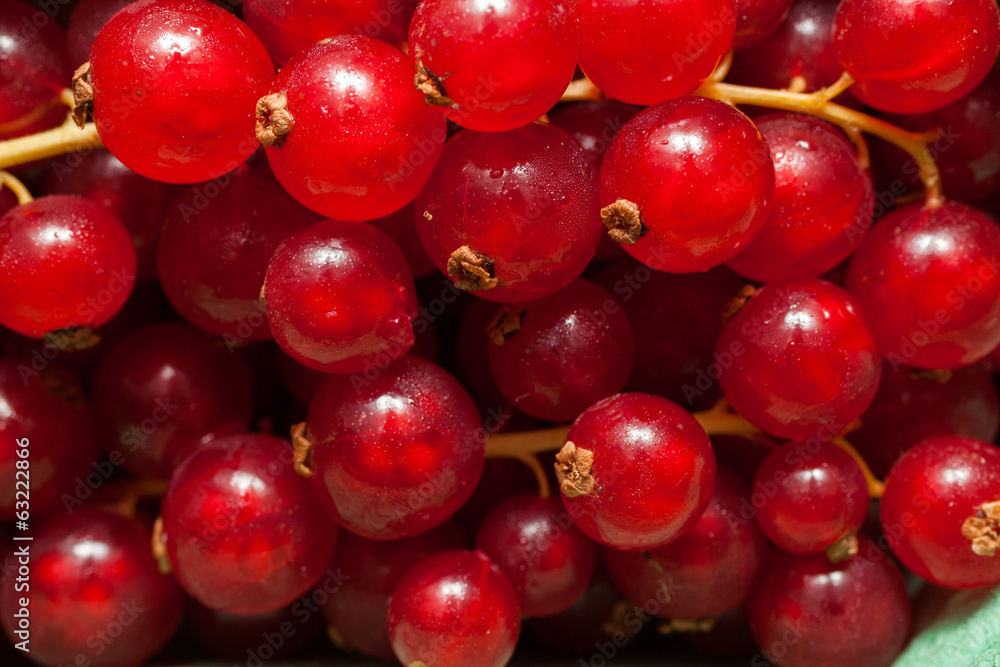 Red Currant Red Currant
