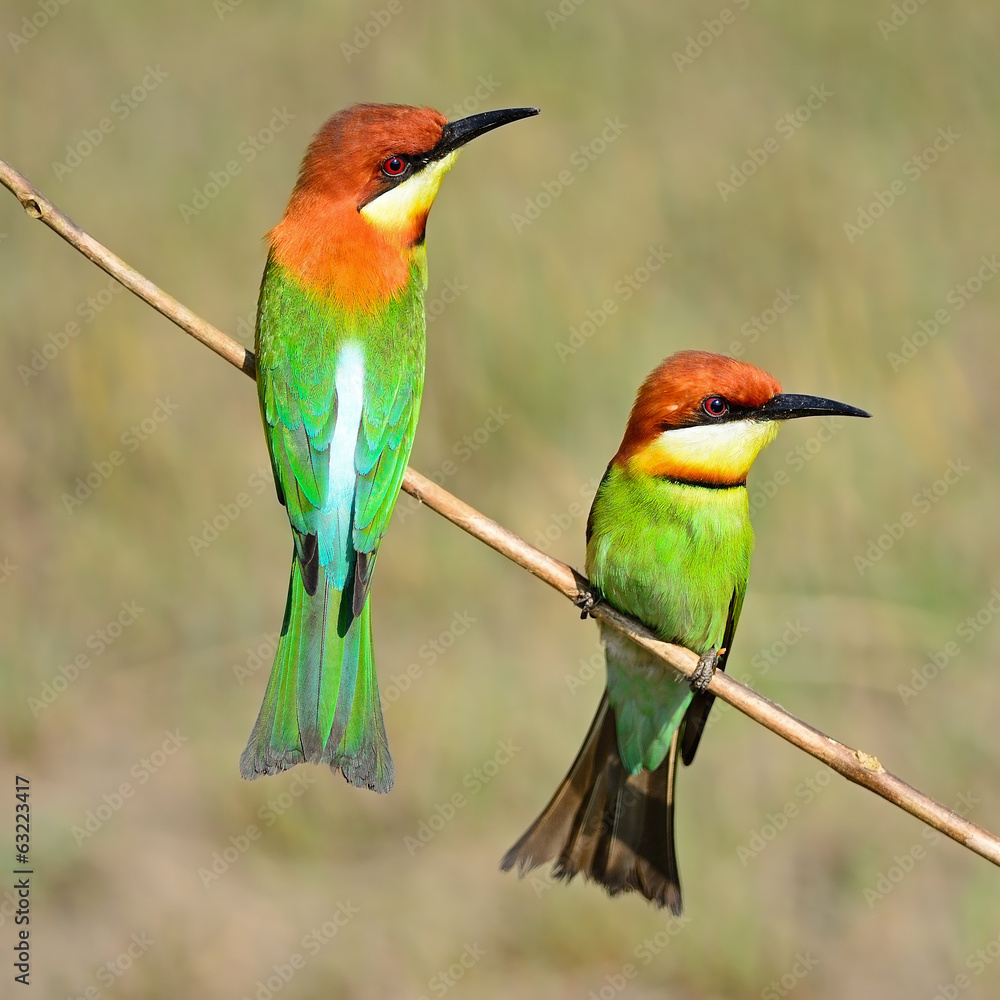 Obraz premium Chestnut-headed Bee-eater