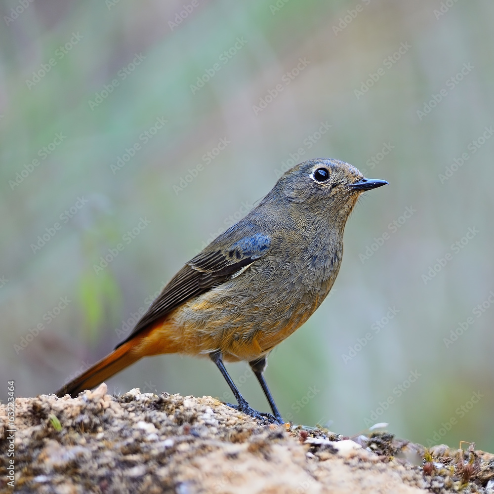 Fototapeta premium female Blue-fronted Redstart