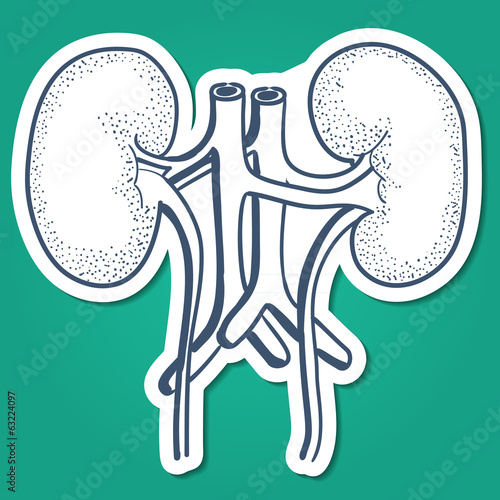 Anatomical kidneys human organ.