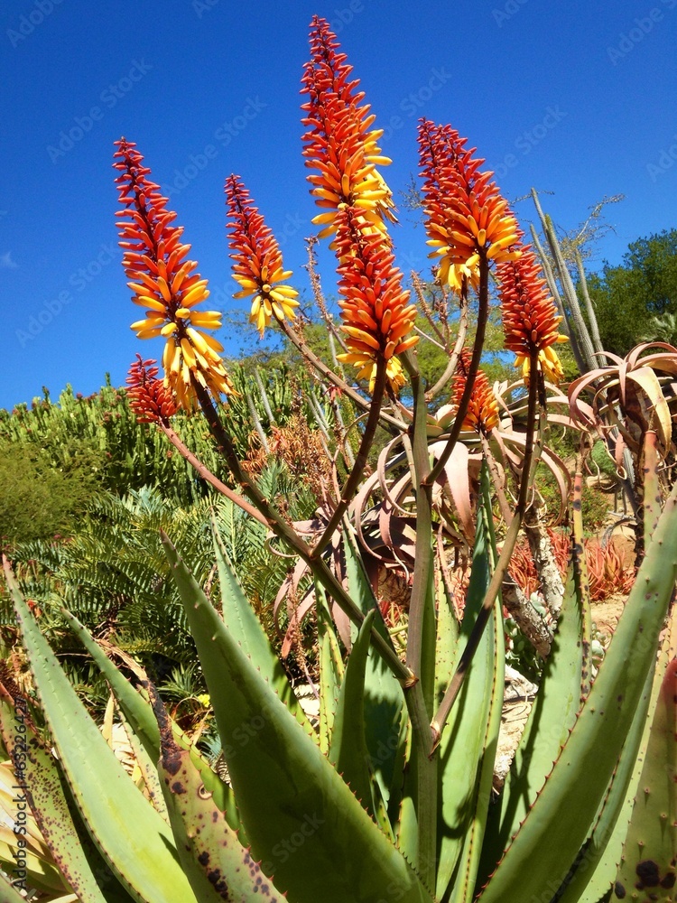 indoor aloe plant Buy Aloe Vera Plants Online | Healing Plant