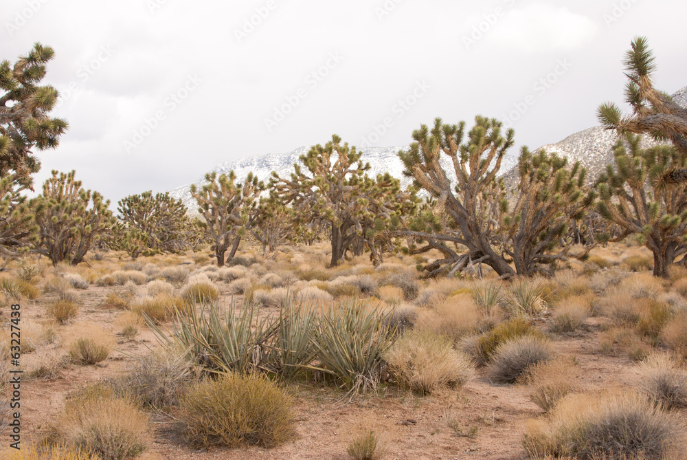 Winter in Joshua forest