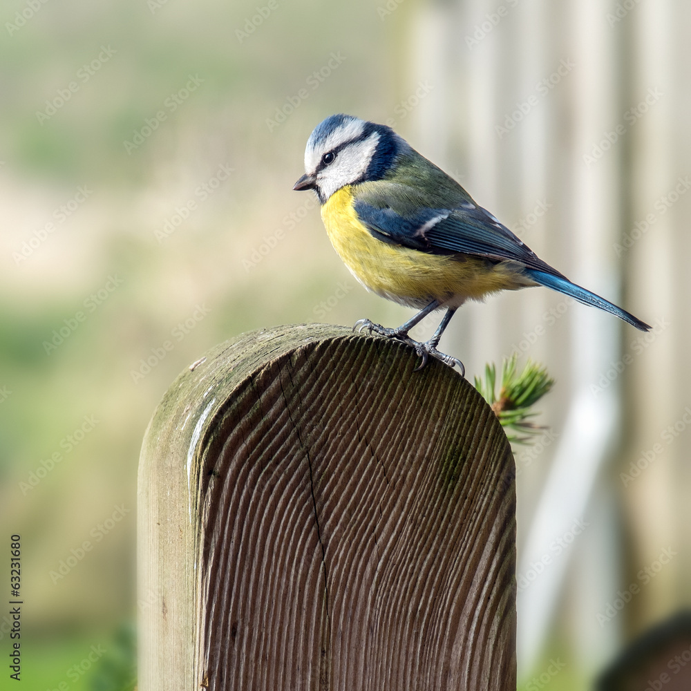 Fototapeta premium 14042.jpg