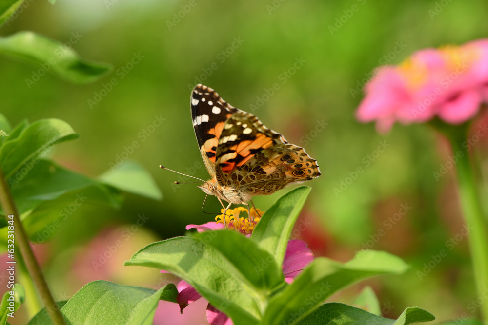 Schmetterling 111 Schmetterling 111