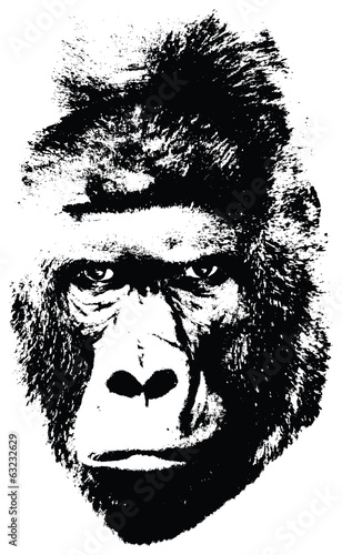gorilla