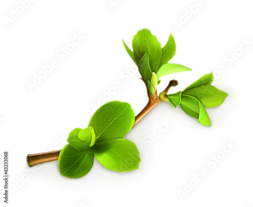 Spring leaves, vector illustration detailed